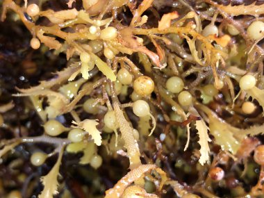 sargassum yosun çiçeklenme sırasında Güney Florida plajları kıyıda yıkanmış