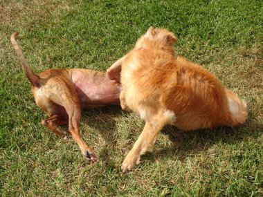 Günbatımında kurtçukları oynayan iki köpek