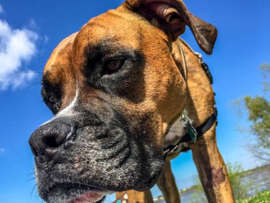 Florida'da uzun mesafede Boxer köpek bataklıkta pantolon
