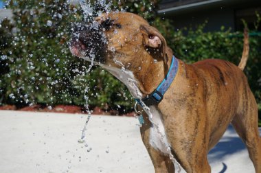 Yaz aylarında içme köpek