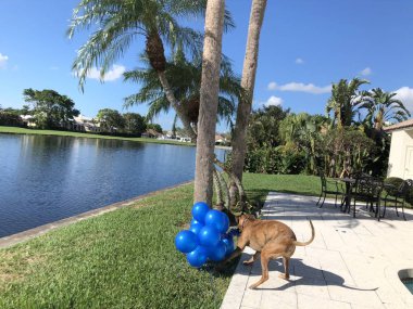 Boxer köpek bir balon ile yerde çalış.