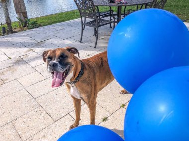 Boxer köpek bir balon ile yerde çalış.