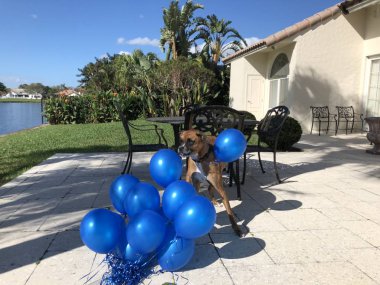 Boxer köpek bir balon ile yerde çalış.