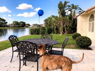 Boxer köpek bir balon ile yerde çalış.