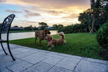 köpek içinde belgili tanımlık yarda günbatımında güreş