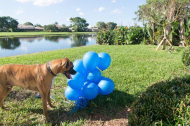 Boxer köpek bir balon ile yerde çalış.