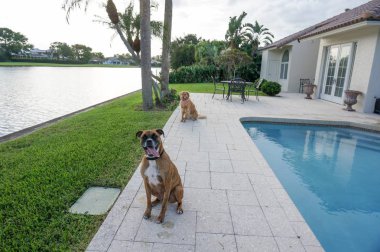 bir yüzme havuzu yanında oturan iki köpek