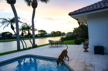 boxer köpek serinletici bir alarak yüzme havuzundan günbatımında içki.