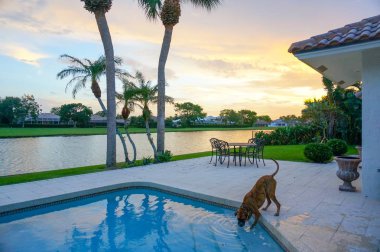 boxer köpek serinletici bir alarak yüzme havuzundan günbatımında içki.