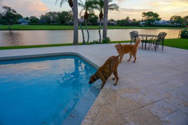 boxer köpek serinletici bir alarak yüzme havuzundan günbatımında içki.