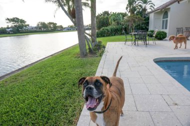 Mutlu köpek dili sopa ve prances