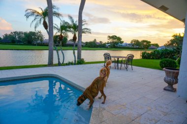 boxer köpek serinletici bir alarak yüzme havuzundan günbatımında içki.