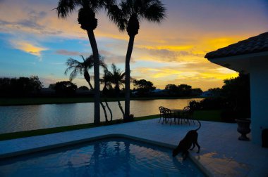 boxer köpek serinletici bir alarak yüzme havuzundan günbatımında içki.