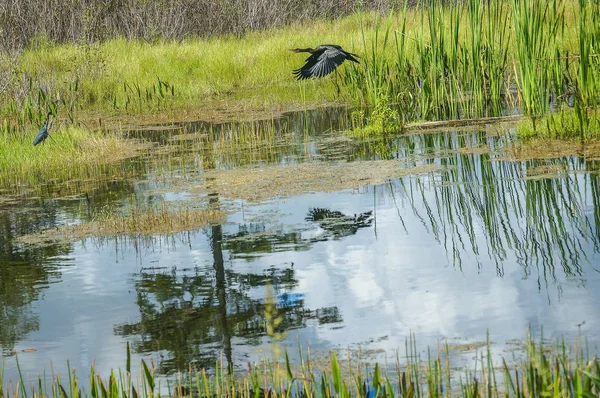 Bataklık Nehir Marsh Gökyüzünün Yansıması Ile — Stok fotoğraf