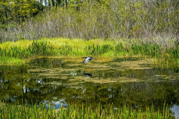 Negro Anhinga Serpiente Pájaro Caza Los Pantanos —  Fotos de Stock