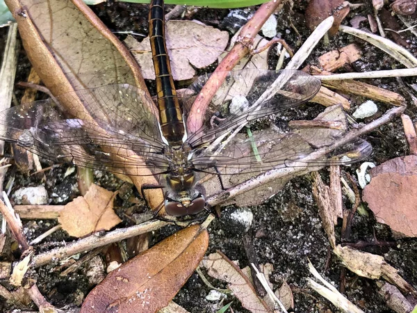 dragonfly lands on brown mulch in the summer