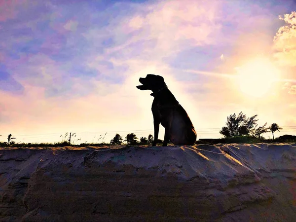 bir köpek gün batımında sahilde silüeti