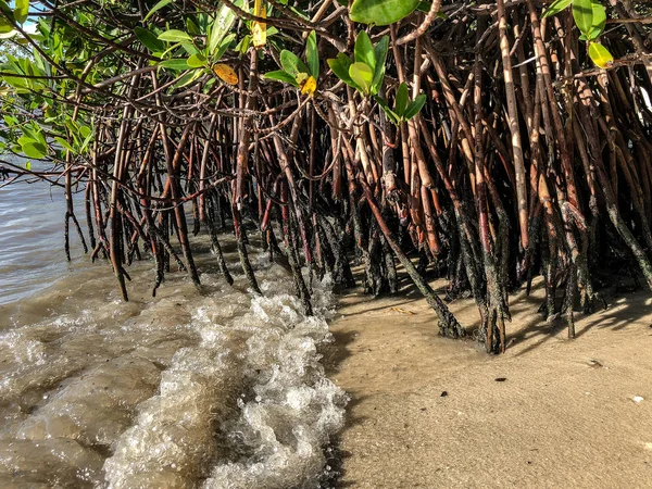 Raízes Manguezais Ondas Oceano — Fotografia de Stock