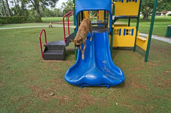 silly boxer dog enjoying the playground on a fall day