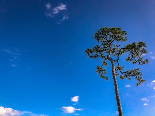 一棵高高的斜线松树和蓝天 — 图库照片