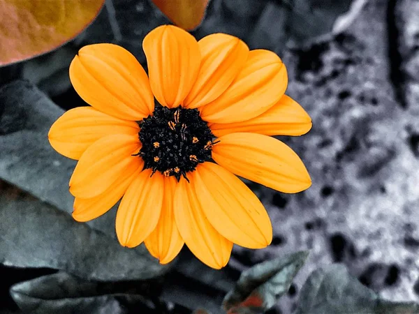 Gelbe Sonnenblume Wächst Wild Einem Strand Florida — Stockfoto