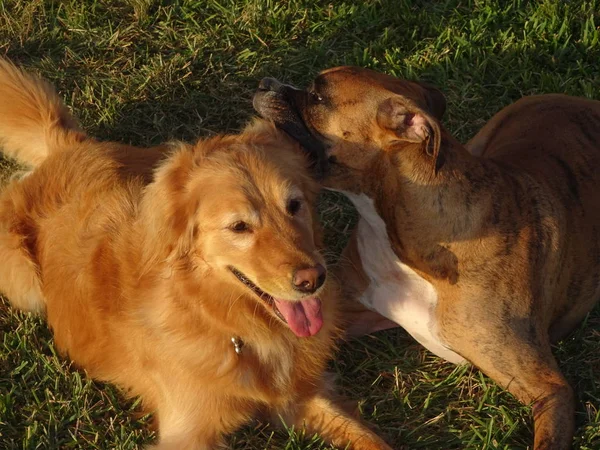 Chiens Luttant Dans Cour Coucher Soleil — Photo