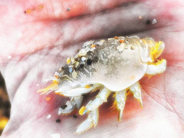 little sand flea in a girl's hand