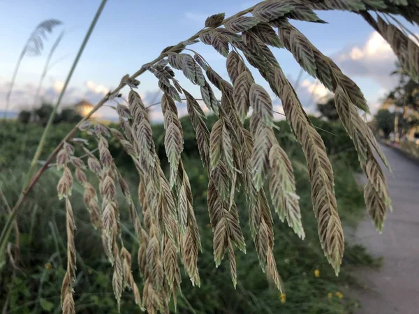 Gün Batımında Plaj Bitkileri — Stok fotoğraf