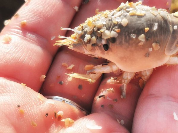 little sand flea in a girl's hand