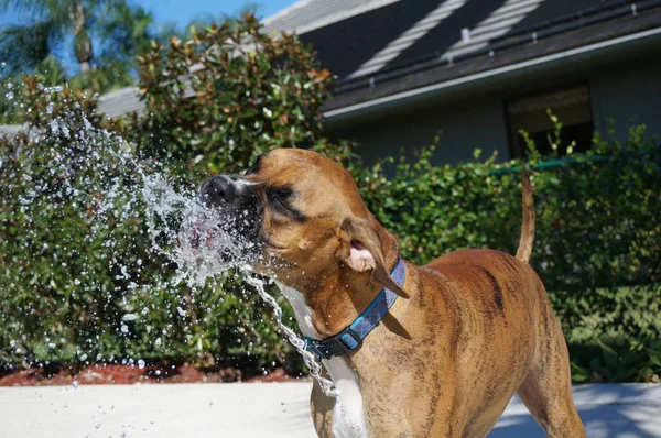 boxer dog drinks out of a pool fountain in backyard