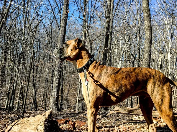 boxer dog in the woods of Rock Creek Park