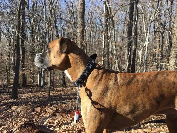 boxer dog in the woods of Rock Creek Park