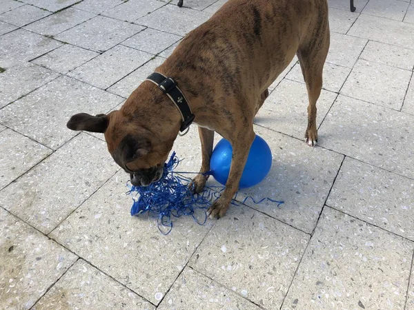 Boxerhund Spielt Mit Luftballon Auf Dem Boden — Stockfoto