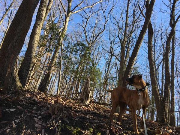 boxer dog in the woods of Rock Creek Park