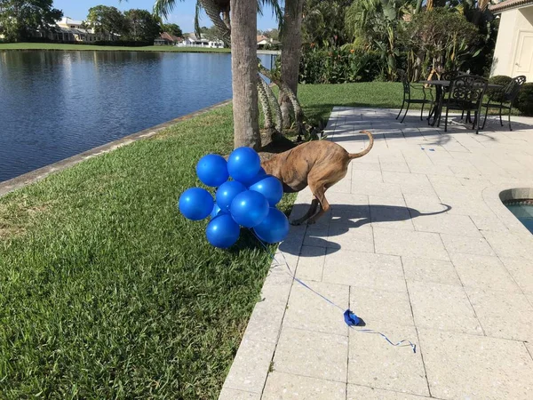 Boxer Cane Gioca Con Palloncino Terra — Foto Stock