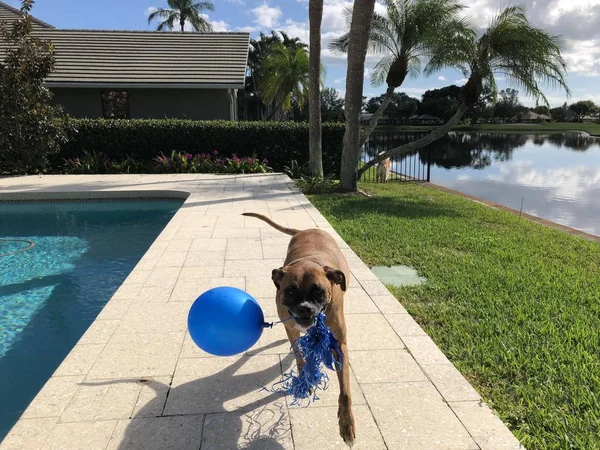 Boxer Köpek Bir Balon Ile Yerde Çalış — Stok fotoğraf