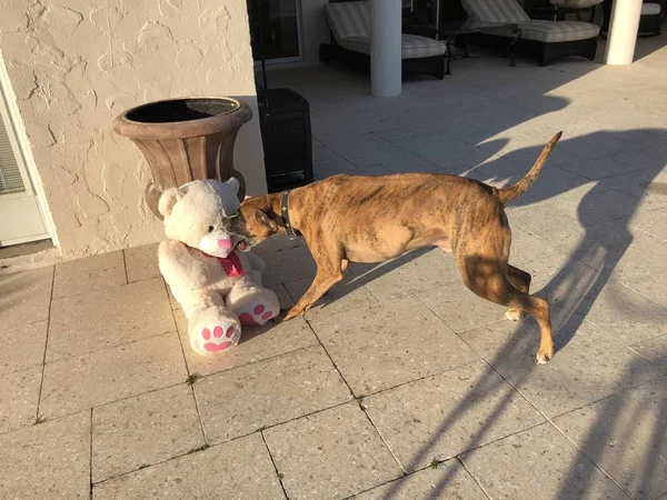 Hund Spielt Mit Teddybär — Stockfoto