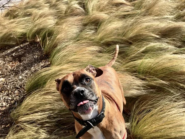 altın çim alanda oynayan brindle boksör köpek