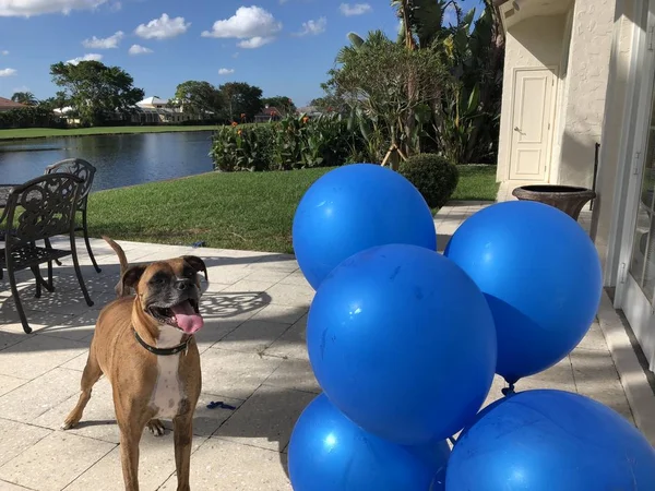 Boxer Köpek Bir Balon Ile Yerde Çalış — Stok fotoğraf