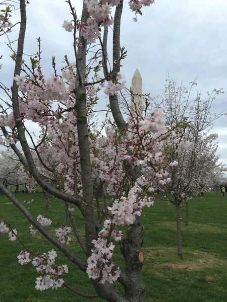 Washington Anıtı Kiraz Çiçekleri — Stok fotoğraf