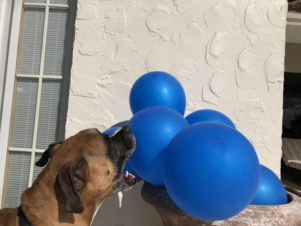 Boxerhund Spielt Mit Luftballon Auf Dem Boden — Stockfoto