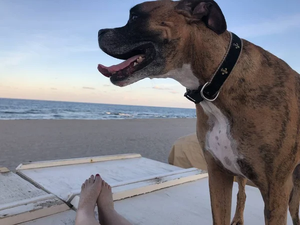 狗在海滩在日落和妇女 — 图库照片