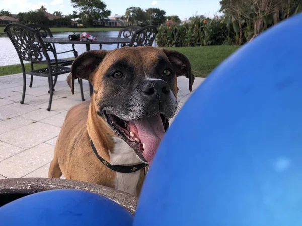 Boxer Chien Joue Avec Ballon Sur Sol — Photo