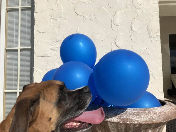 Πυγμάχος Σκύλος Παίζει Ένα Μπαλόνι Στο Έδαφος — Φωτογραφία Αρχείου