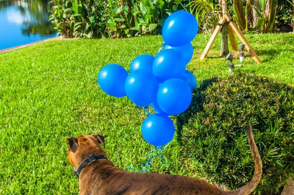 Boxerhund Spielt Mit Luftballon Auf Dem Boden — Stockfoto