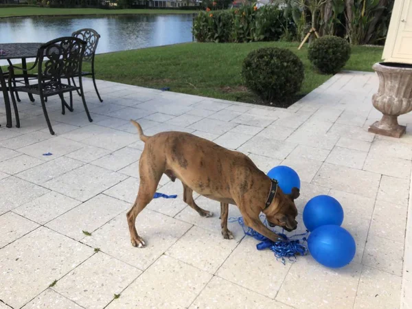 拳击狗在地上玩气球 — 图库照片