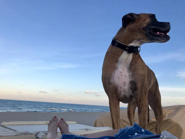 狗在海滩在日落和妇女 — 图库照片