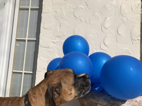 Boxer Cão Brinca Com Balão Chão — Fotografia de Stock