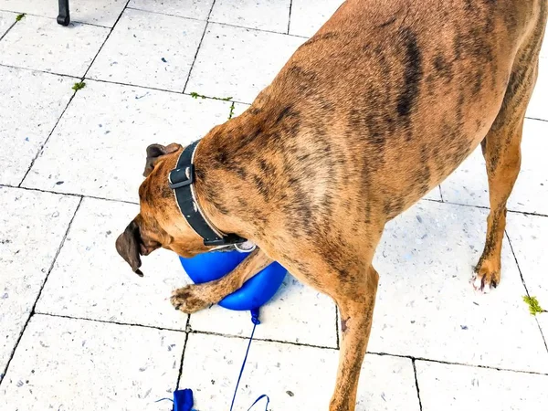 Boxerhund Spielt Mit Einem Luftballon — Stockfoto