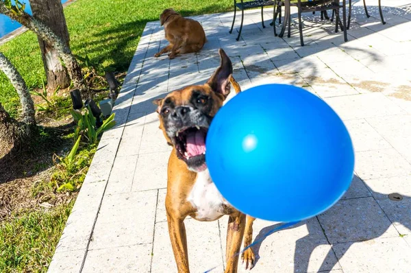 Hund Springt Einen Luftballon Platzen Lassen — Stockfoto